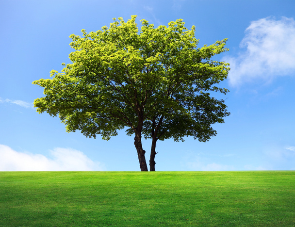 Iso vaahtera puu vihreällä pellolla
 - Valokuva, kuva
