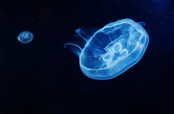 Крупный план красивой лунной медузы
 - Фото, изображение