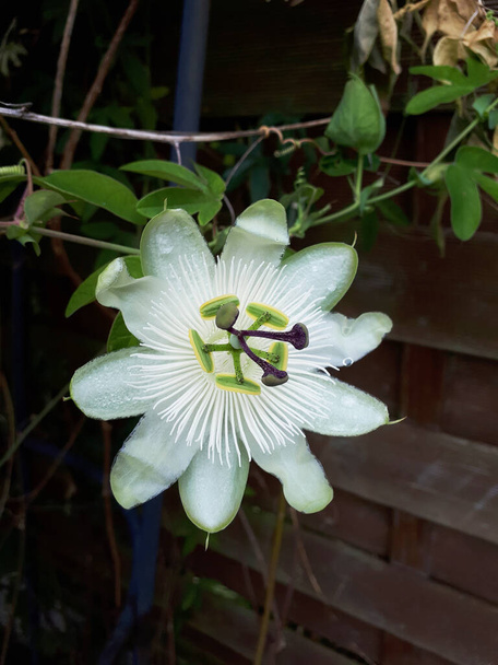 White wedding passionflower in a Burnley garden in Lancashire England.To religious Christians the passion flower is symbolic of the Crucifixion of Jesus Christ - Fotografie, Obrázek