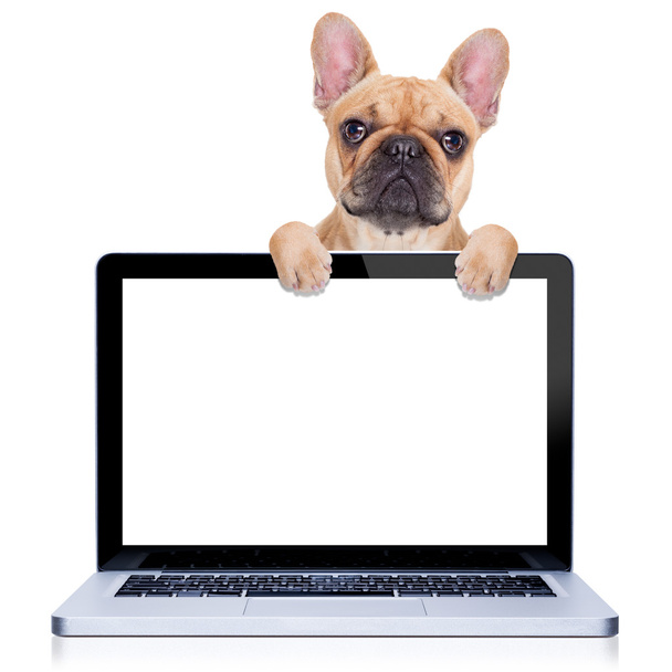 computer dog - Фото, изображение