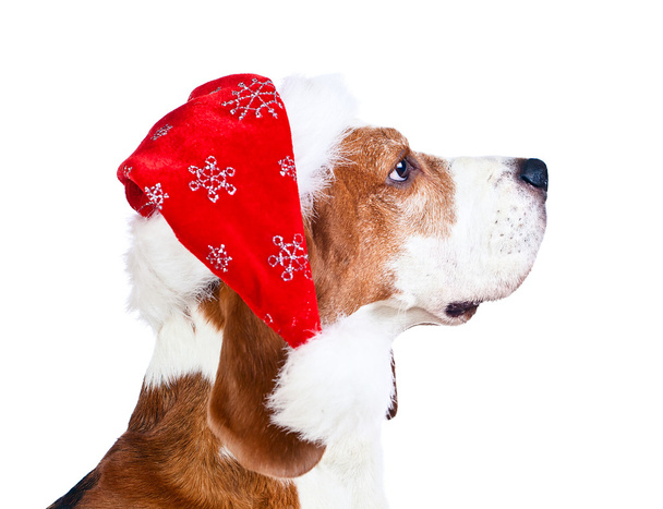  Beagle mit Weihnachtsmütze isoliert auf weiß - Foto, Bild