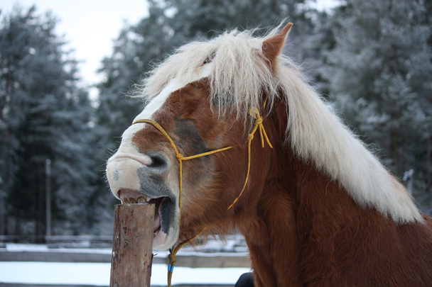 Лошадь Паломино красует деревянный забор
 - Фото, изображение