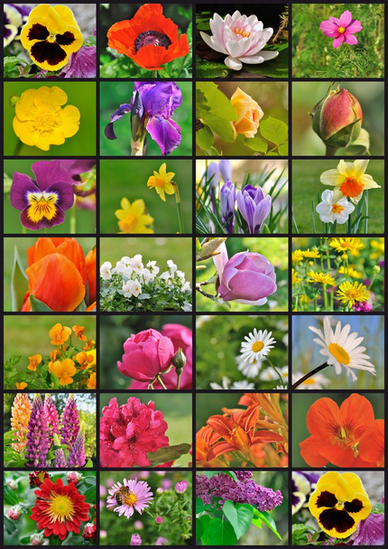 kwiaty ogrodowe - Zdjęcie, obraz