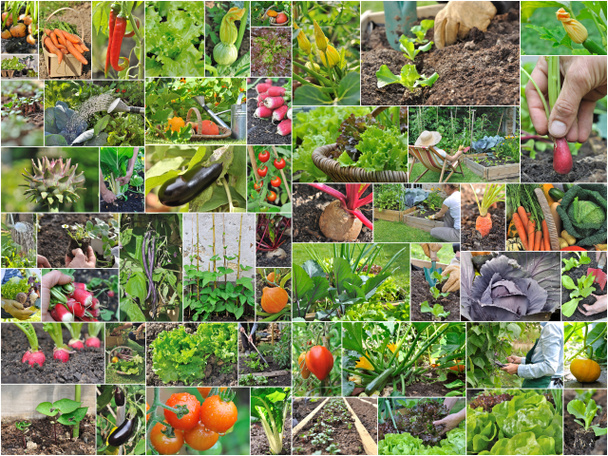 vegetable garden  - Photo, Image