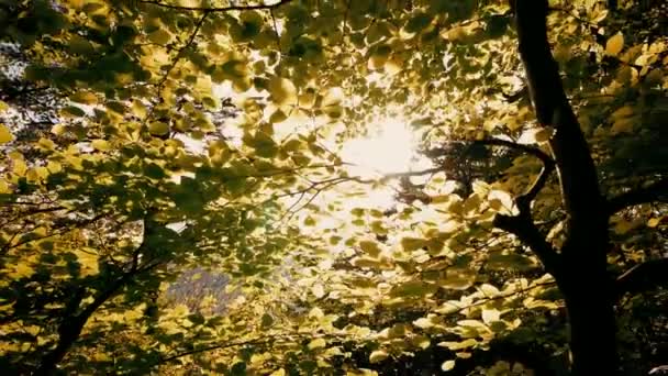 Blätter bei Sonnenuntergang - Filmmaterial, Video