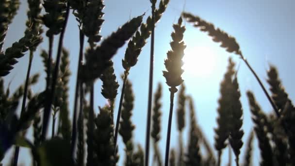 Agricoltura Grano
 - Filmati, video