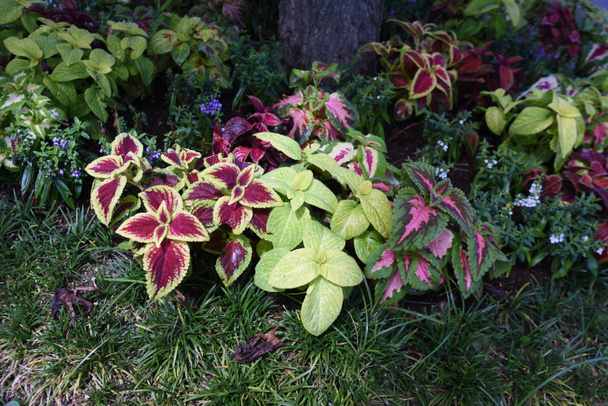 Coleus leaves. Lamiaceae ornamental foliage plant native to Southeast Asia. Beautifully variegated leaves are used for group planting. - Photo, Image