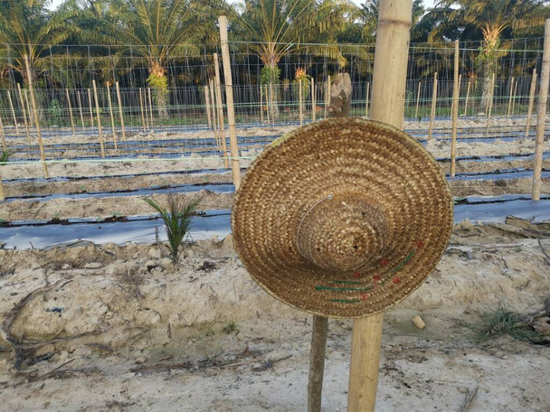 bamboo poles in symmetrical rows for creeping vine plant farming. - Foto, afbeelding