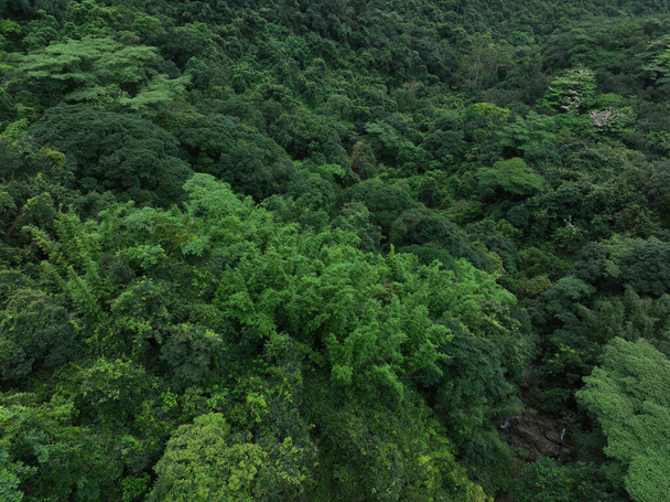 Aerial view of beautiful tropical forest mountain landscape - Foto, afbeelding