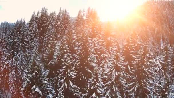 Schnee Winterbäume. - Filmmaterial, Video