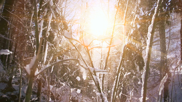 Słońce za śnieg drzewa. - Materiał filmowy, wideo
