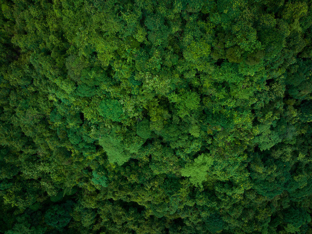 Aerial view of beautiful tropical forest mountain landscape - Foto, afbeelding