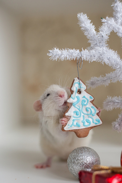 Cute funny rat on a background of Christmas decorations - Fotoğraf, Görsel