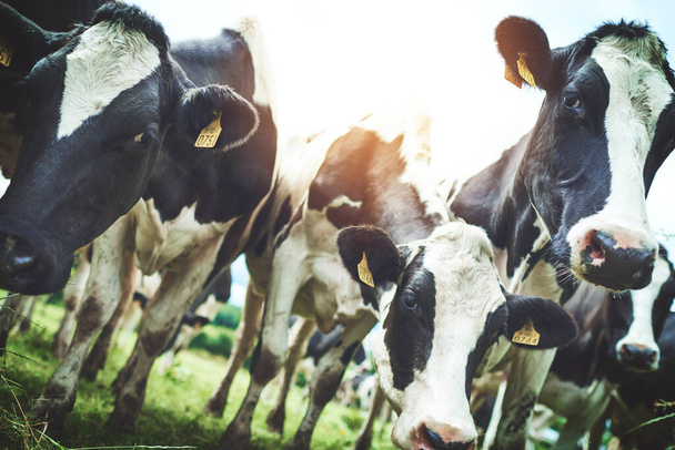 The original cow boys. a herd of cattle on a dairy farm - Zdjęcie, obraz