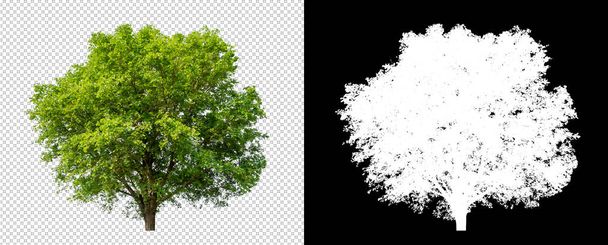 Kesme yolu ile şeffaf resim arkaplan üzerinde ağaç, kırpma yolu olan tek ağaç ve siyah arkaplanda alfa kanalı - Fotoğraf, Görsel