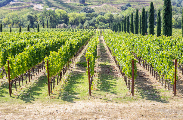 Виноградник в холмистой долине Напа
 - Фото, изображение