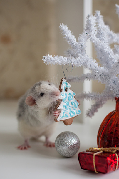 Cute funny rat on a background of Christmas decorations - Фото, изображение