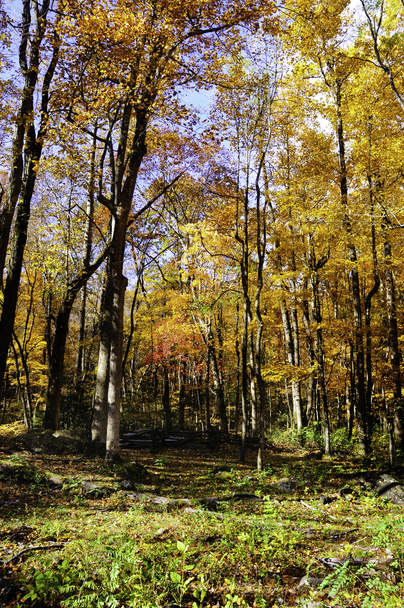 Fall in New England - Foto, Imagem