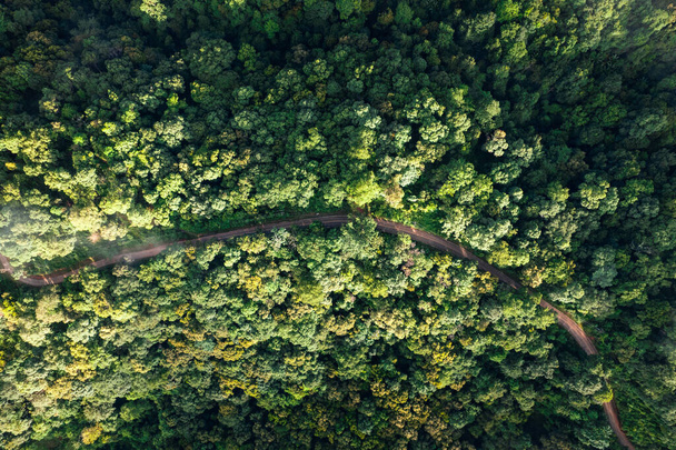 high angle view of trees and road - Foto, afbeelding