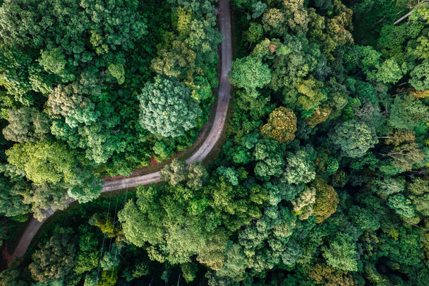 high angle view of trees and road - Foto, Bild