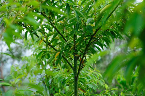 Wild hybridize plants in forest - Fotó, kép