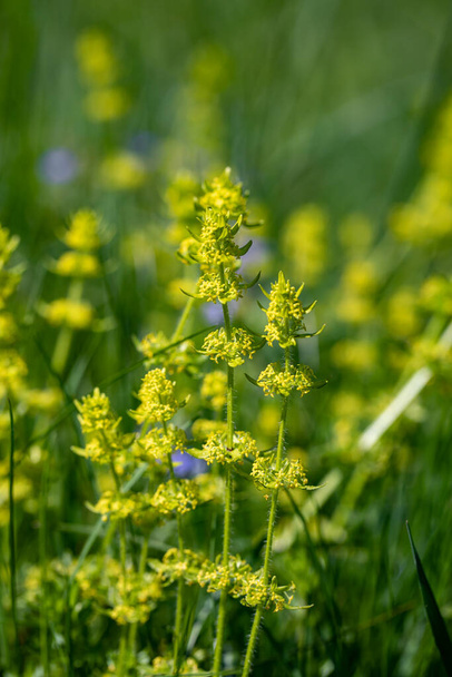 Cruciata laevipes flower growing in meadow, close up - Foto, afbeelding
