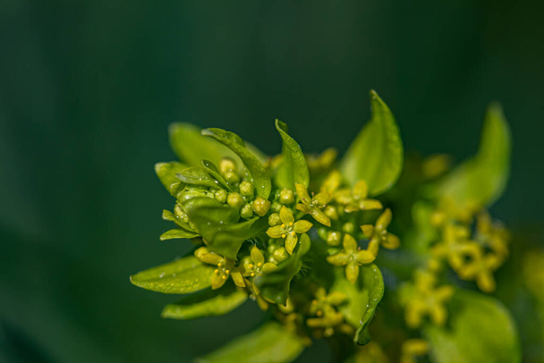 Cruciata laevipes цветок, растущий в meadow, крупным планом стреляют - Фото, изображение