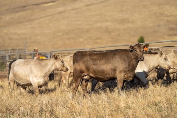 Beef cattle and cows in Australi - Foto, Imagen