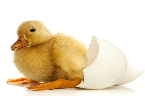 Patos y cáscara de huevo
 - Foto, imagen