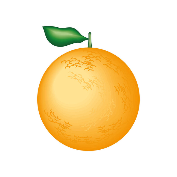 realistic fruit orange isolated icon - Vektor, kép