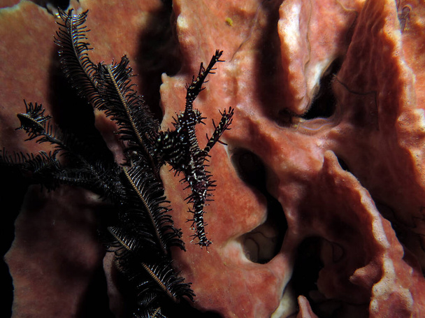A black Ornate ghost pipefish on a Barrel sponge Boracay Island Philippines - Photo, Image