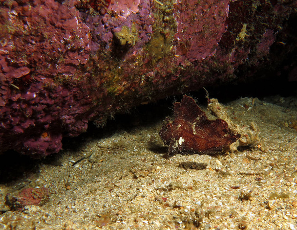 A brown Leaf scorpionfish Boracay Philippines - Zdjęcie, obraz