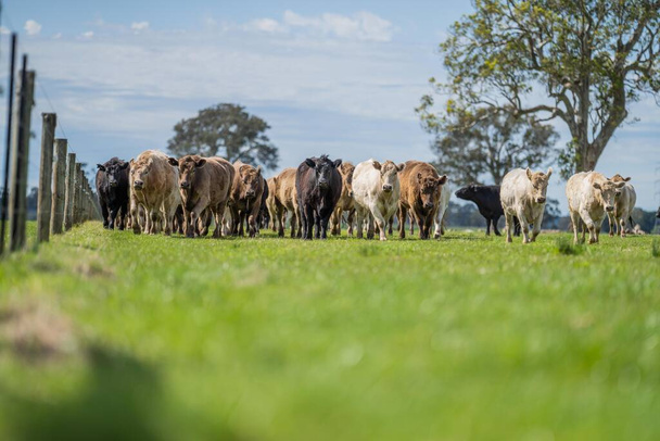 Beef cattle and cows in Australia - Foto, Imagen