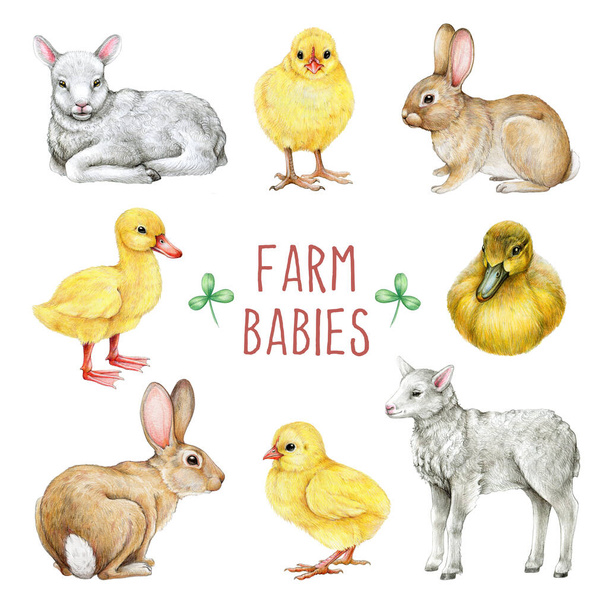 Farm domestic baby animals set. Hand drawn illustration. Hand drawn realistic lamb, chick, bunny, duckling. White background. Cute domestic farm baby animals. - Photo, Image