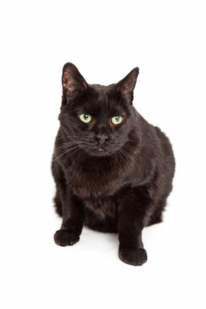 schwarze Katze sitzt und blickt nach vorne - Foto, Bild