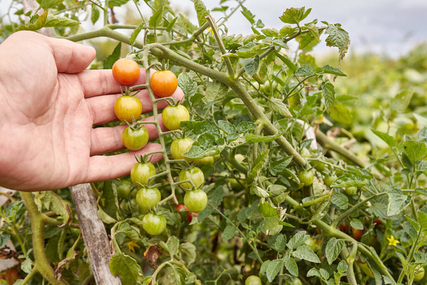 Ripening of cherry tomatoes. Gardening Growing tomatoes. Tomato harvest. - Fotó, kép