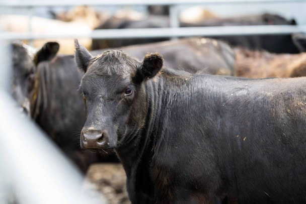 Beef cattle and cows in Australia - Zdjęcie, obraz