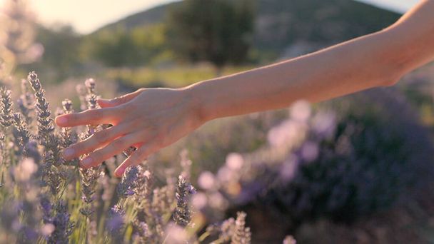 Female hands slowly touching a lavender flowers on a lavender fields on a sunset. High quality 4k footage - Fotó, kép