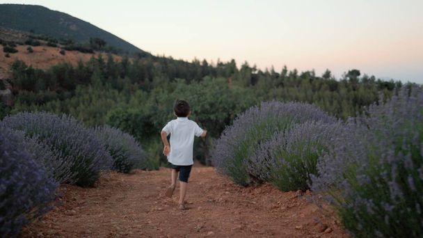 Rear view of kid is running through lavender fields . High quality 4k footage - Foto, afbeelding