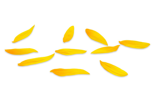 side view of sunflower petals on a white background - Photo, Image