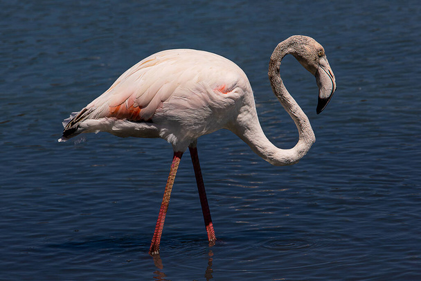 beautiful bird white-pink flamingo on a salty blue lake in calpe spain - Foto, immagini