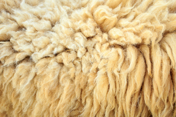 wool sheep - Valokuva, kuva