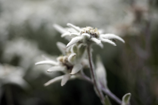 edelweiss alpine star flower in dolomites detail - Foto, immagini