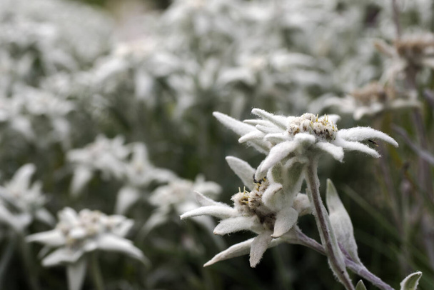edelweiss alpine star flower in dolomites detail - Fotografie, Obrázek