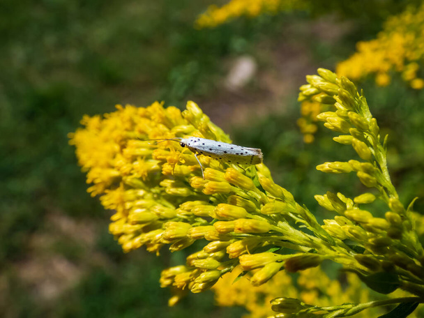 The bird-cherry ermine (Yponomeuta evonymella) on yellow flower in sunlight. The forewings are white with rows of small black spots. The moth is resting, the wings are placed close to the body - Photo, Image