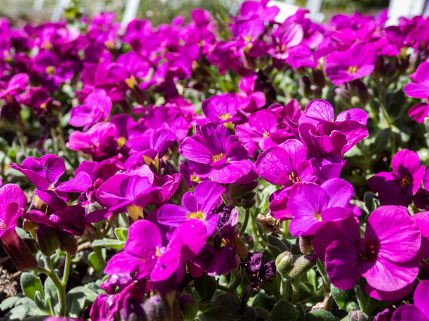 Nahaufnahme des Gartens Arabis, Bergkresse oder kaukasische Steinkresse (Arabis caucasica wild) 'Heidi' blüht im zeitigen Frühling mit leuchtend tiefrosa-violetten Blüten - Foto, Bild