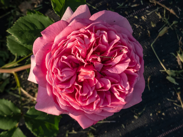 Англійський чагарник Rose Bred by David Austin'Princess Alexandra of Kent'with незвично великі, яскраві рожеві квіти, які є повними пелюстками і глибоко зачесаними - Фото, зображення