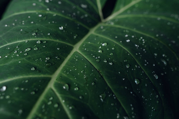 абстрактна зелена текстура, фон природи, крапля води
 - Фото, зображення
