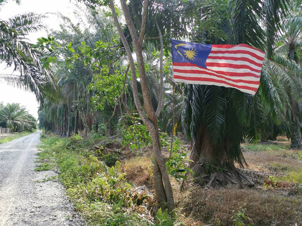 Κάποιος πατριώτης κρεμάει μαλαισιανή σημαία στην άκρη του δρόμου στη φυτεία. - Φωτογραφία, εικόνα