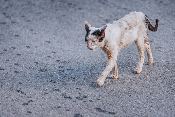Печальный и раненый бродячий кот идет по дороге. Понятие инфекционных заболеваний и бешенства. Ветеринарная помощь и права животных и благотворительность - Фото, изображение